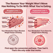 Diagram showing how sluggish liver function can affect thyroid metabolism and stubborn weight